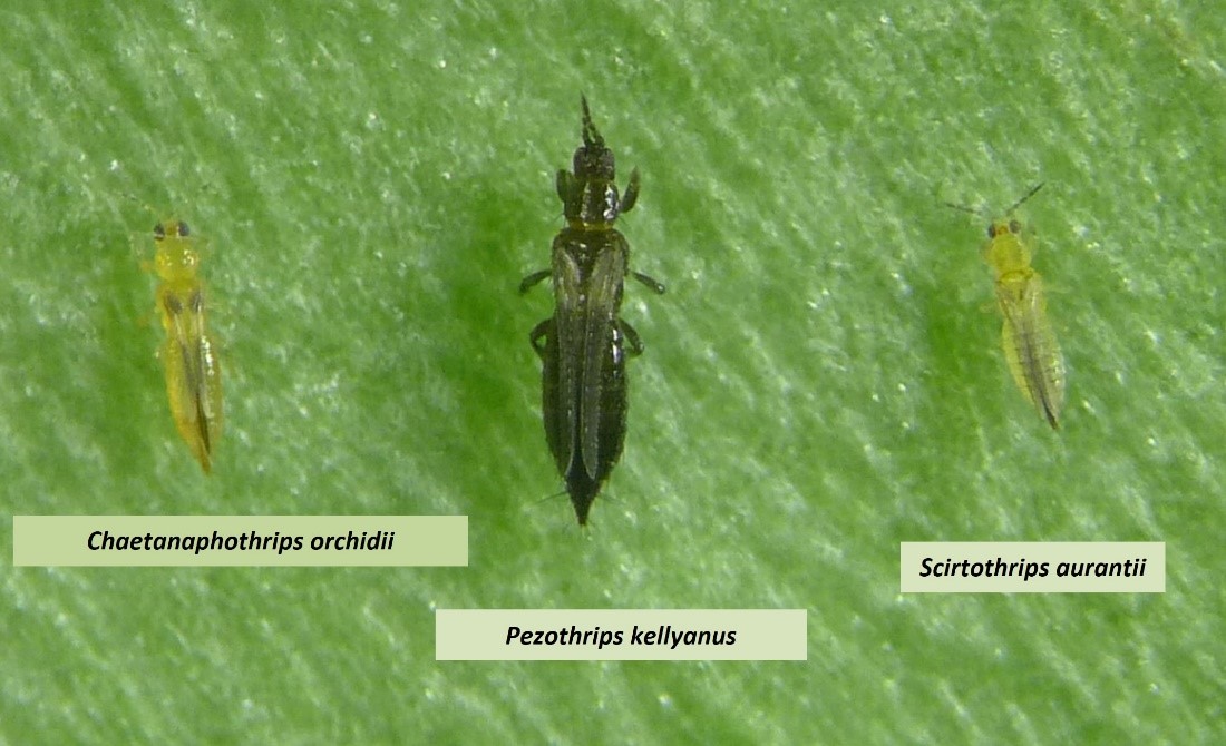 El Trips de Sudáfrica una amenaza real para el sector citrícola español 