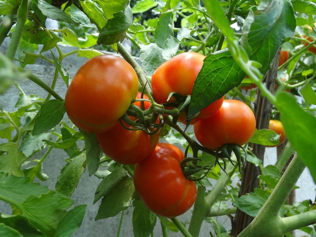 Tomate, cultivo protegido gracias a SPEAR®LEP.