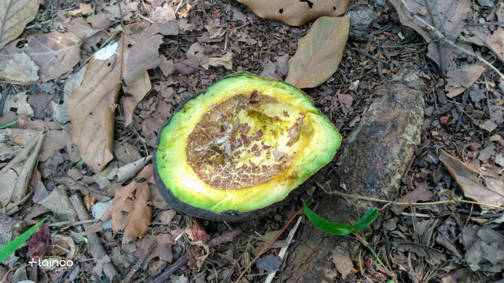 Podredumbre radicular aguacate