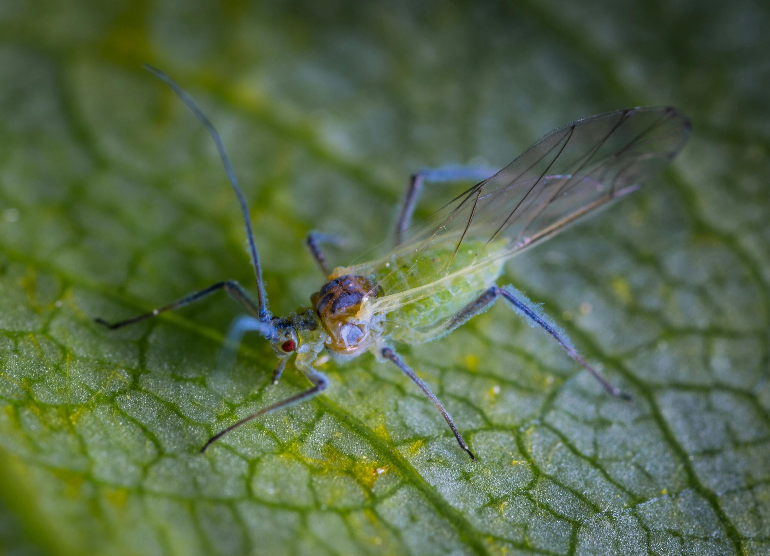 Pulgones: cómo un insecto diminuto puede poner en jaque tu cultivo