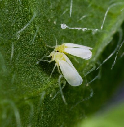 ¿Cómo eliminar la mosca blanca en cultivos hortícolas de forma efectiva? 