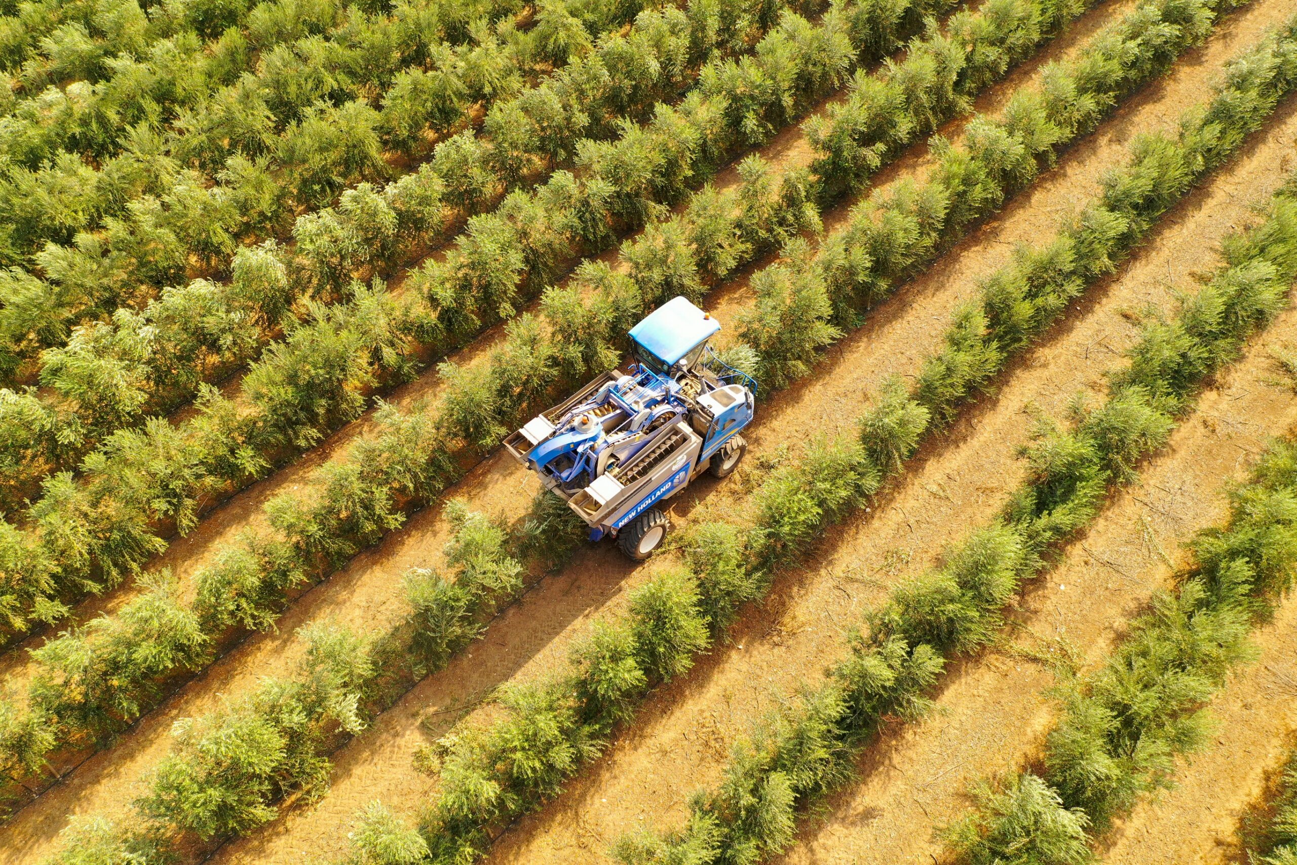 Cómo mejorar la rentabilidad del olivar: producir mejor para ganar más
